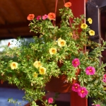 suncanajesendvoriste4