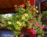 suncanajesendvoriste4